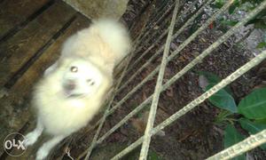 I Want Sell My Pomerian female white colour Sell Urgent