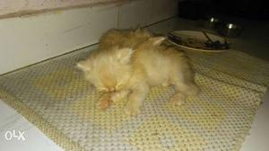 I hv 4 persian kittens of pure. breed the price