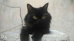 I need a black female Persian kitten
