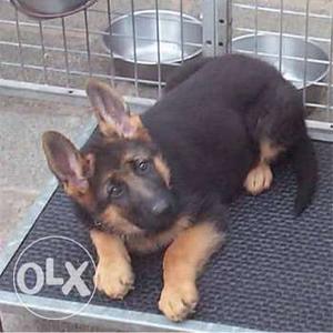 Import quality gsd puppies
