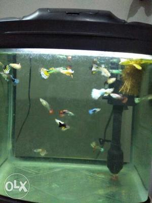 Imported guppies each pair 150rs black dots tail,