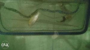 Imported malaysian koi veil tail 4 months old