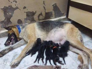 Jerman Shephard female with puppies