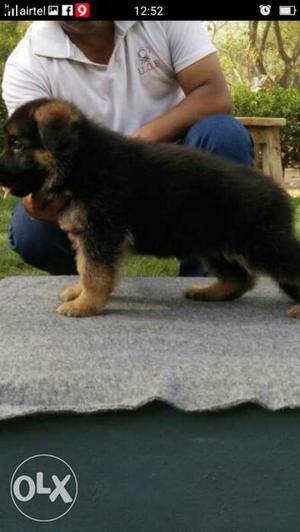 Kci registered import line puppy with paper