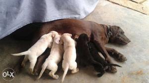 Lab puppy for sales all female