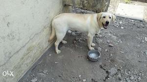 Labra female of 8months for sale