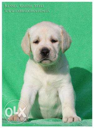 Labrador FT puppies OLIKE cream color and black color B