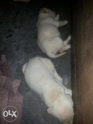 Labrador dog is for sale