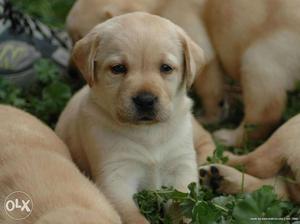 Labrador puppies available in Jaipur rajasthan