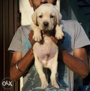 Labrador puppy female for sell at best price call