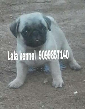 Lala kennel Best Quality PUG puppies