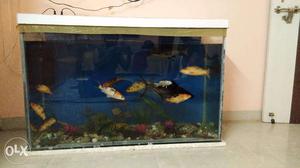 Large Size Fish Tank