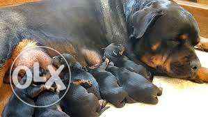Mahogany Rottweiler And Puppy Litter