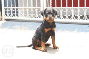 Mahogany Rottweiler female puppy for sale