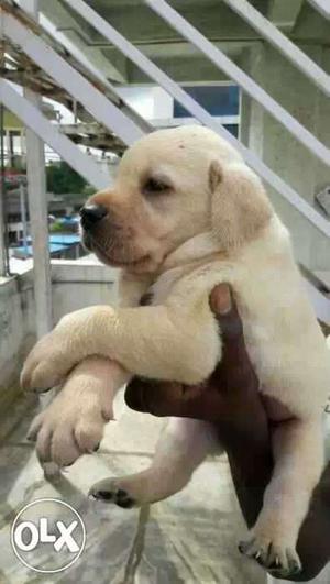 Male Labrador Retriever Puppy