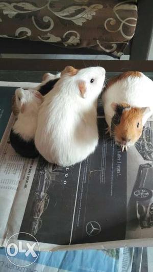 Need a good home for my two female guinea pigs