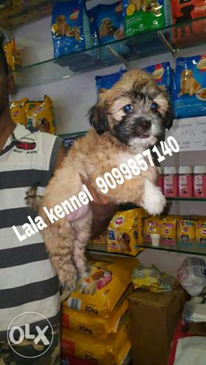 No1 quality lasha apso puppies 100% guaranteed