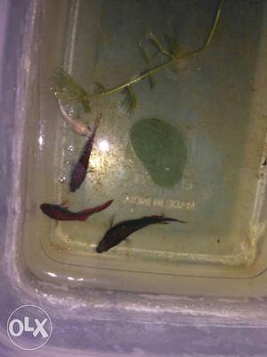 One piece 20rs Betta fish female pure red and white,black