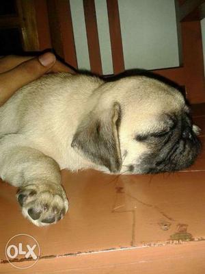 One year old Pug for Sale with regular