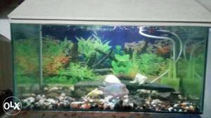 Only fish tank with top cover size 2feet h12 + 2 white shark