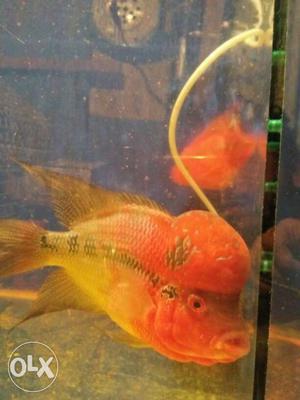 Orange And Red Flowerhorn Fish