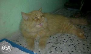 Orange persion cat