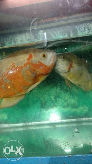 Oskar fish pair healthy