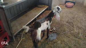 Pair of pure Jamnapari goat kids. 5 months. 1 male and 1