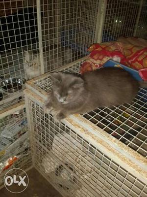 Persian catgrey Fem 1 yr old call 96one93ninezeri99zerio