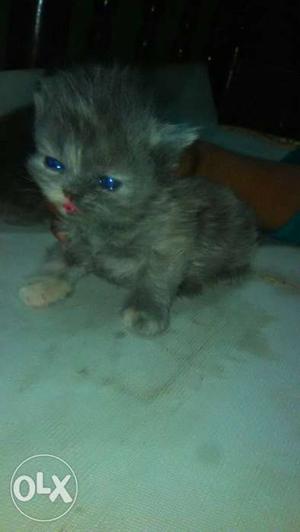 Persian kitten grey semi punch face