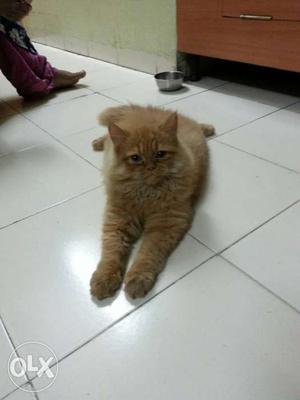 Persian male cat of 4 month