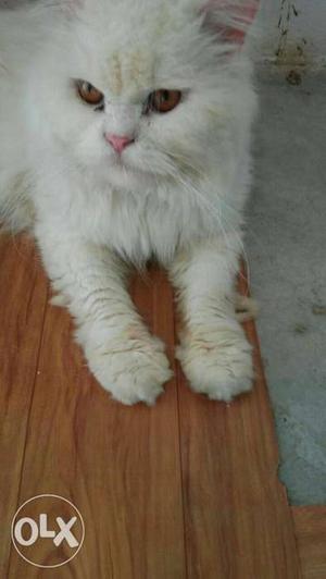 Persian pure white sami punch male cat for