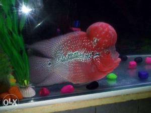 Pink And Gray Flowerhorn Cichlid one female free