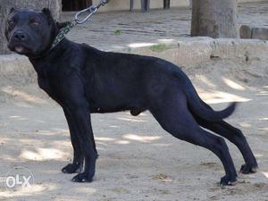Pitbull 2 mnth age urgent for sale hard bone dog