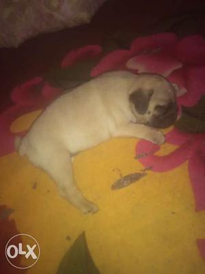 Pug female 45 days pure breed very active