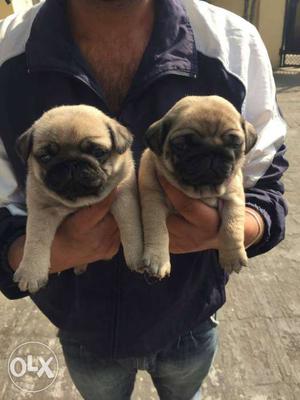 Pug full wrinkle lovely and cute puppies.