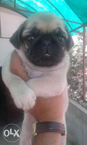 Pug male and female puppy very healthy and active
