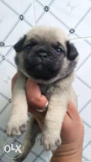 Pug male show quality for sale