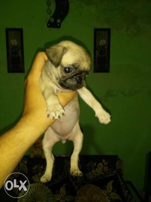 Pug pup male n femle available