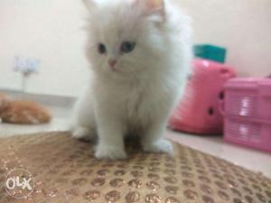 Punch face blue eyes cute baby persian cats kitten sale.all