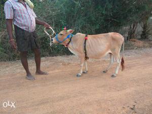 Punganur cow in punganur