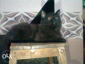 Pure Persian black cat fully trained cat fully