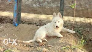 Pure White German shefrd.