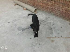Pure black lab 6 month male dog