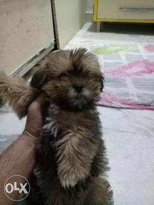 Pure breed Lhasa Apso. 50 days old very cute