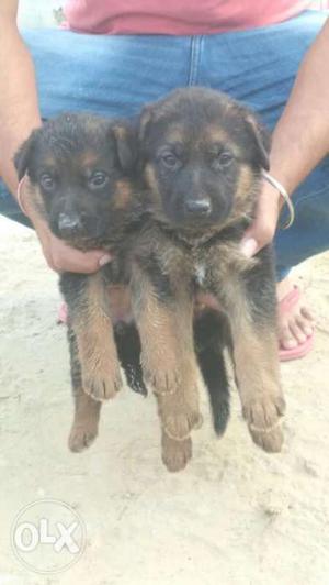 Pure german pair male nd female Puppies