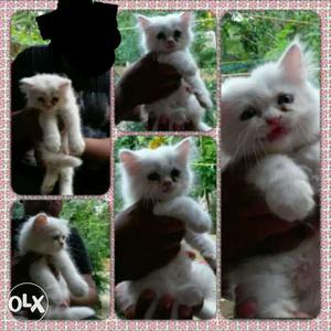 Pure white punch face female pure breed persian cat for sale