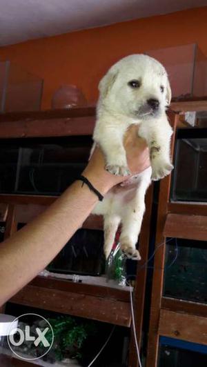 Quality labrador pups available in vadodra Call