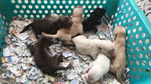 Quality puppies for sale