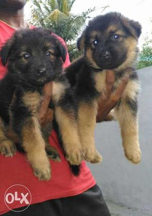 Quality puppys germanship male and female puppys